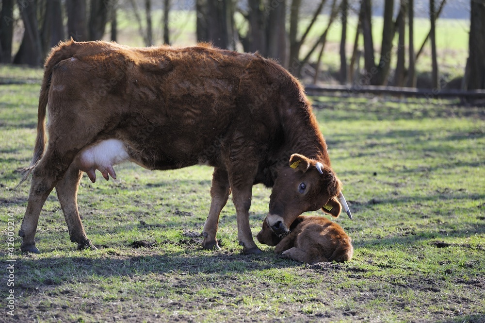 Schottisches Hochlandrind mit Kalb Schottisches Hochlandrind mit Kalb