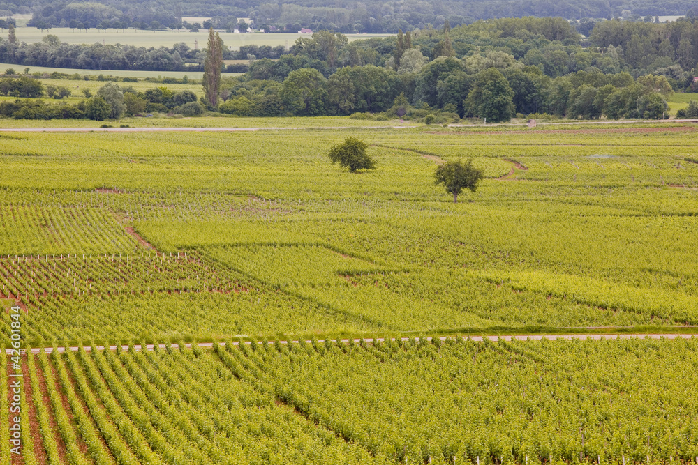 Vineyards near to the town of beaune in burgundy, France.