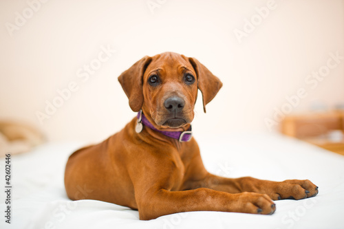 Cute rhodesian ridgeback puppy