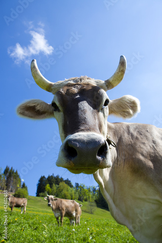 Kuh mit Hörnern