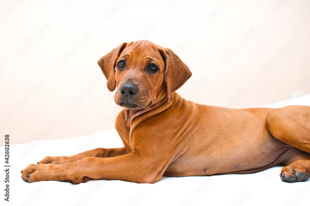 Cute rhodesian ridgeback puppy