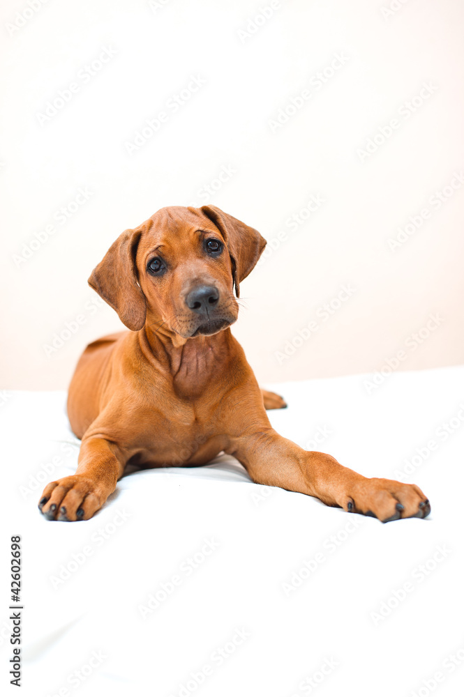 Cute rhodesian ridgeback puppy