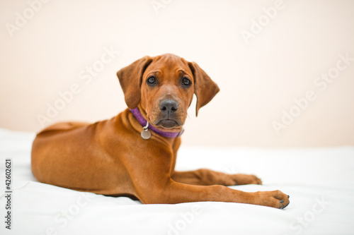 Cute rhodesian ridgeback puppy