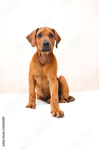 Cute rhodesian ridgeback puppy