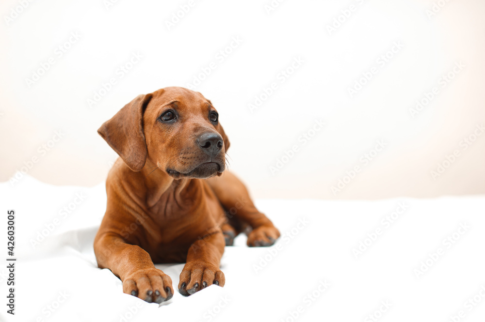 Cute rhodesian ridgeback puppy Cute rhodesian ridgeback puppy