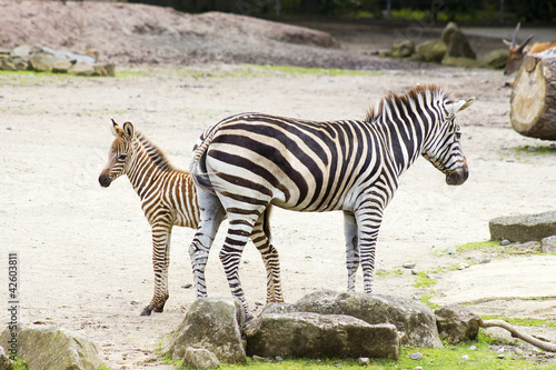 two zebras in the zoo