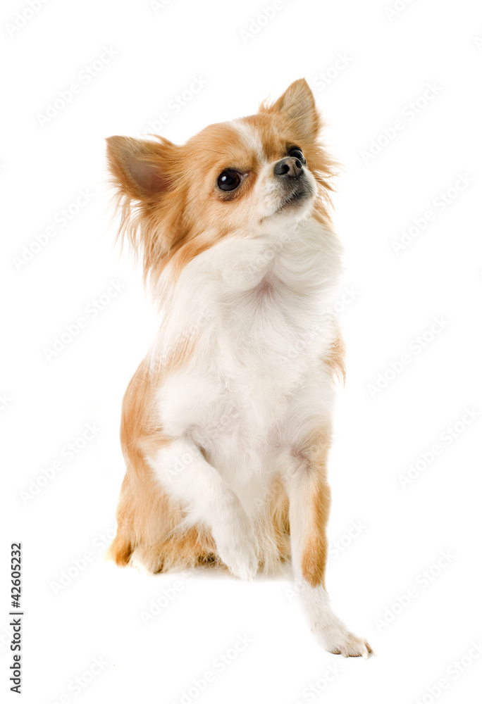 Obraz premium chihuahua