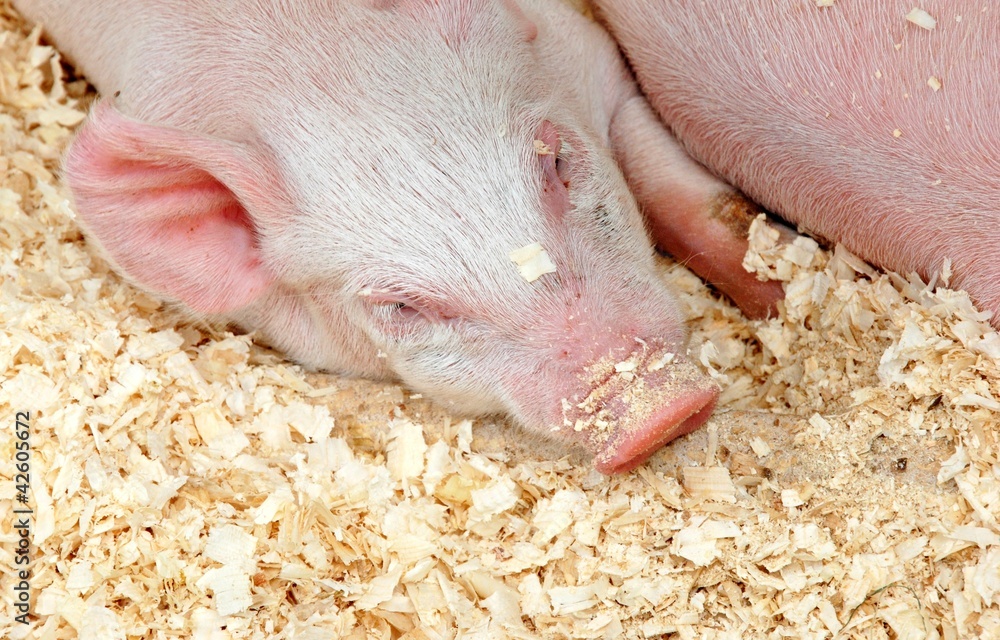 porcellino che riposa porcellino che riposa