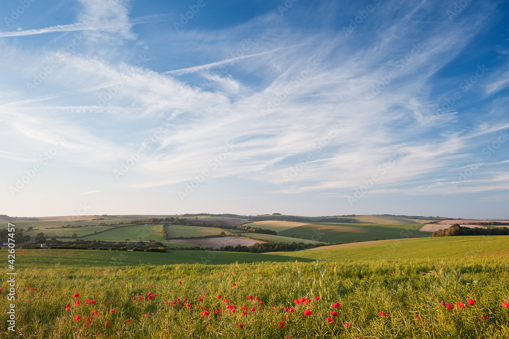 Poppy field landscape in English countryside in Summer