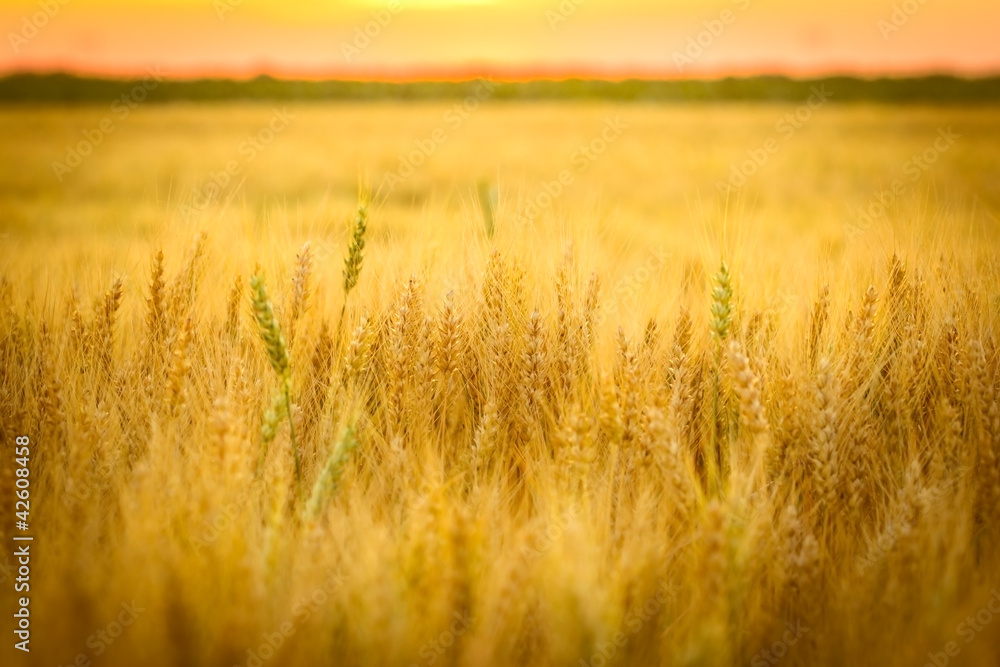 Wheat field and sun below the horizon