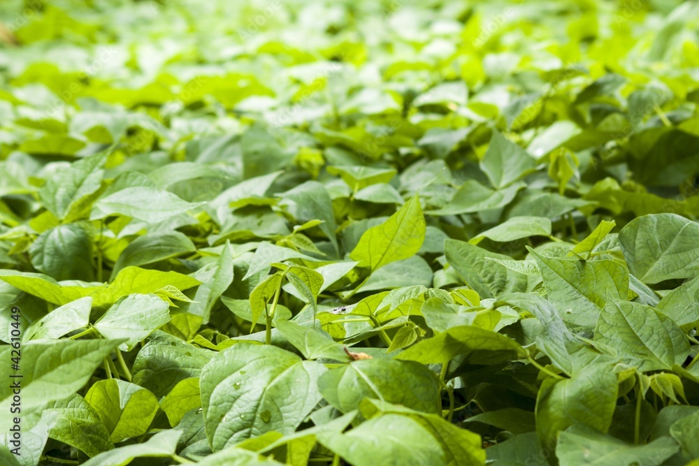 Bean field with shallow depth of field Bean field with shallow depth of field