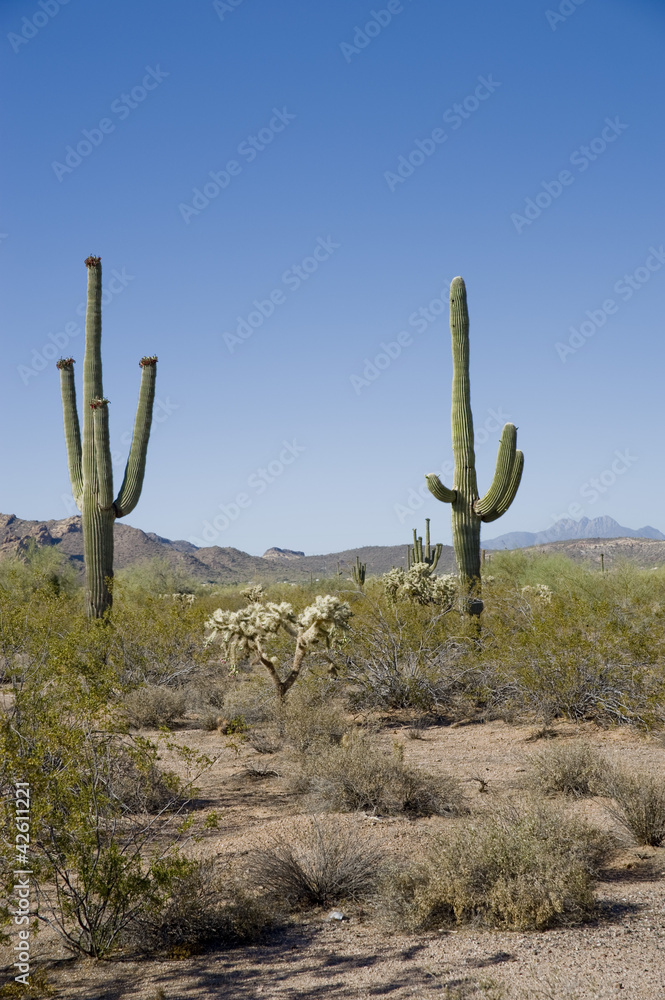 desert americain