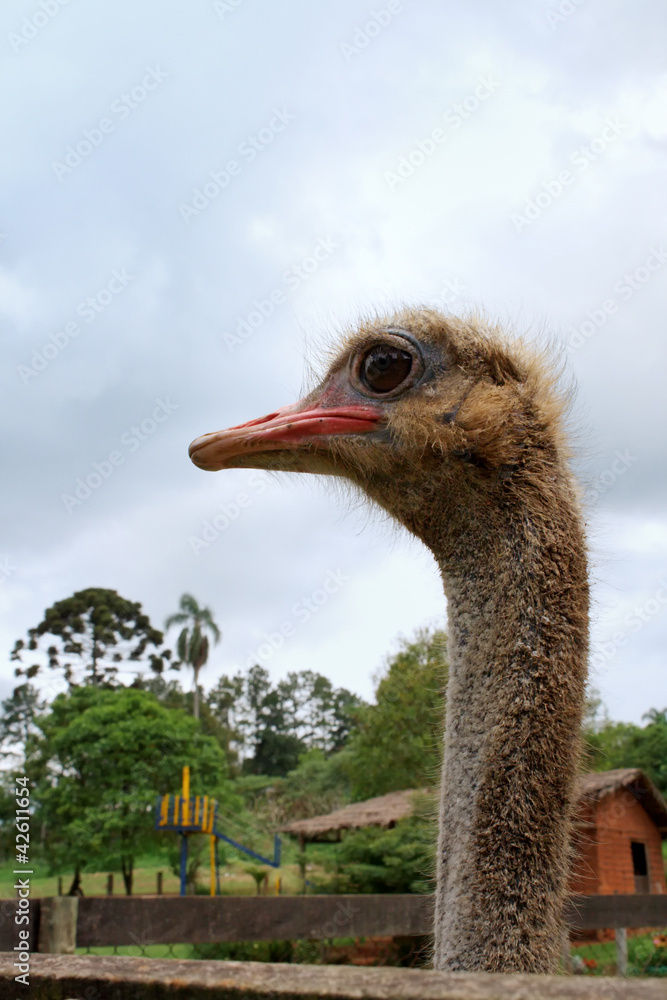 Fototapeta premium Ostrich head