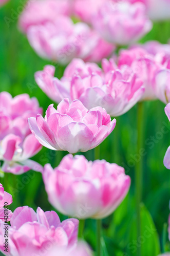 Fototapeta Naklejka Na Ścianę i Meble -  Garden with tulip flowers in summer