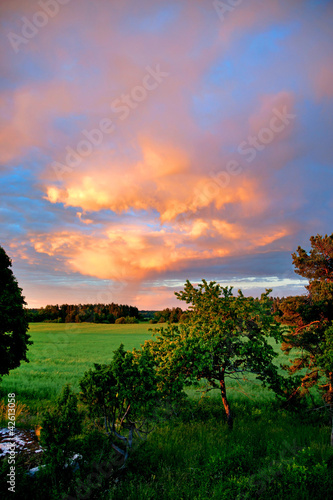 field and trees in evening light