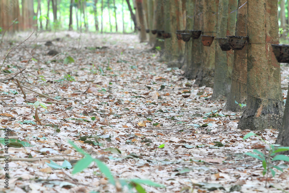 Obraz premium Para rubber tree garden in south of Thailand .