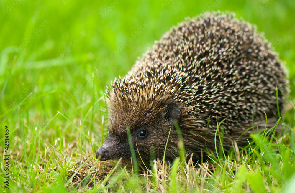 Fototapeta premium Hedgehog - Erinaceus europaeus