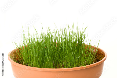The green grass in a red pot