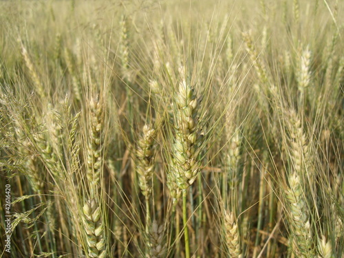 Wheat field © spacenova