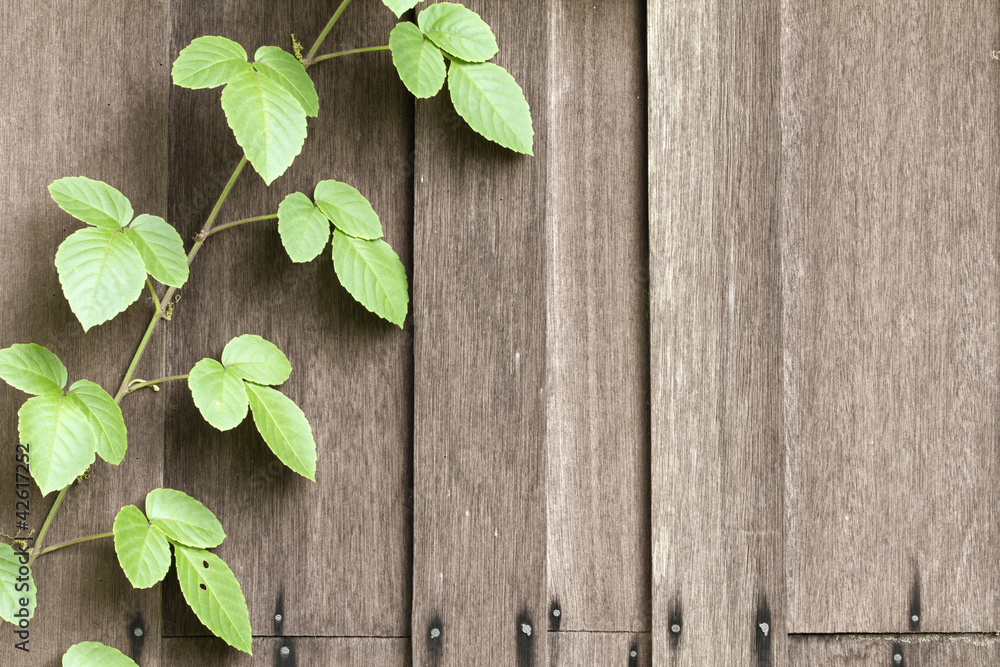 Timber wall texture & wild vine leaves Timber wall texture & wild vine leaves