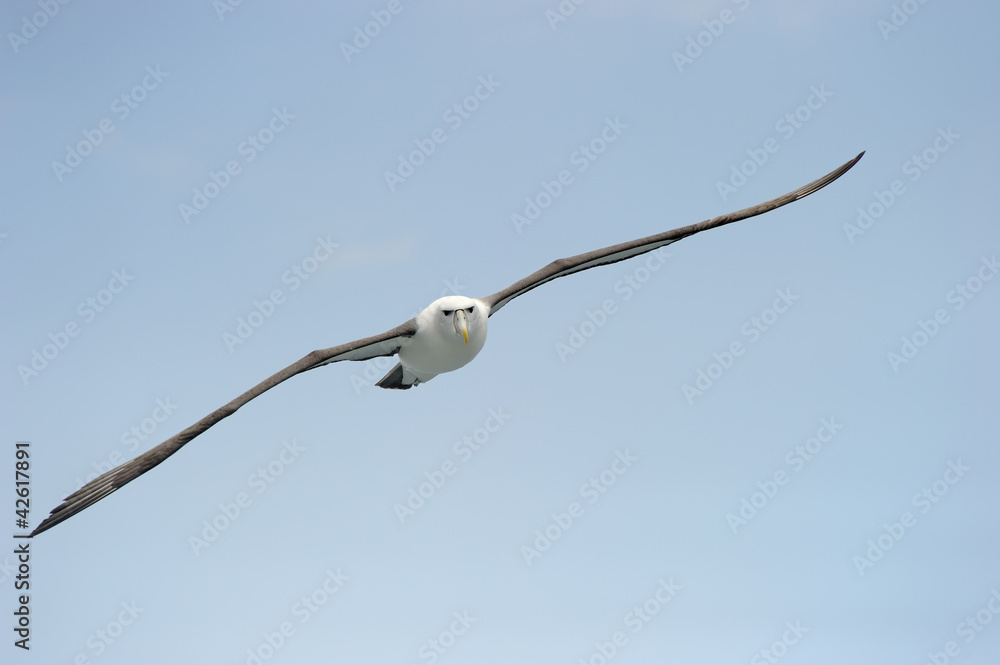 Shy Albatros flying with blue sky. Shy Albatros flying with blue sky.