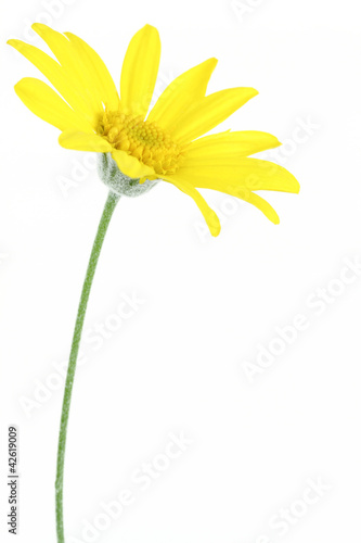 Fototapeta Naklejka Na Ścianę i Meble -  Daisy flower isolated on white