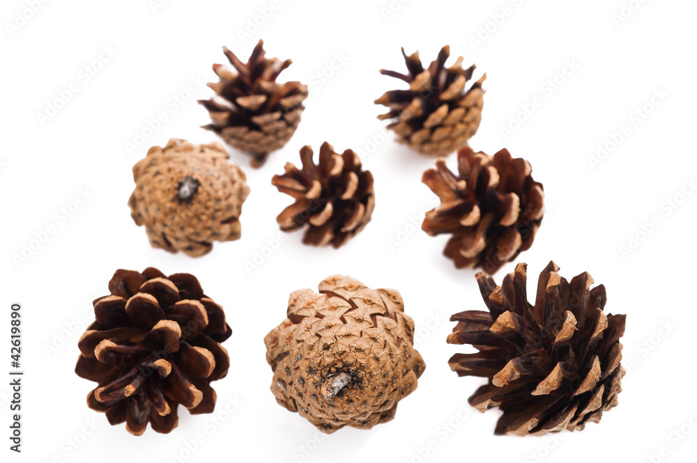 Pine cones Pine cones