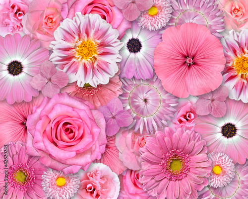 Fototapeta Naklejka Na Ścianę i Meble -  Pink Flower Background