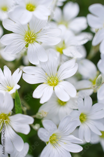 white flowers