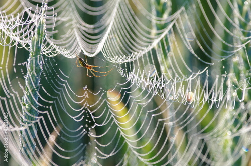 Pająk  pajęczyna w kroplach rosy wczesny ranek photo