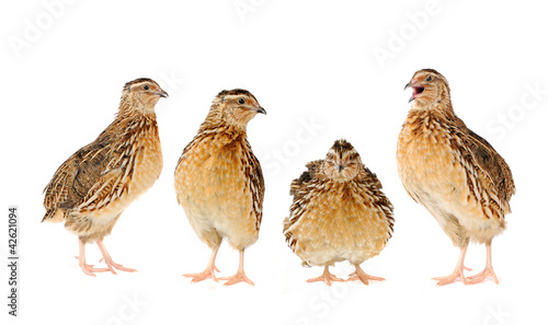 Photo quail