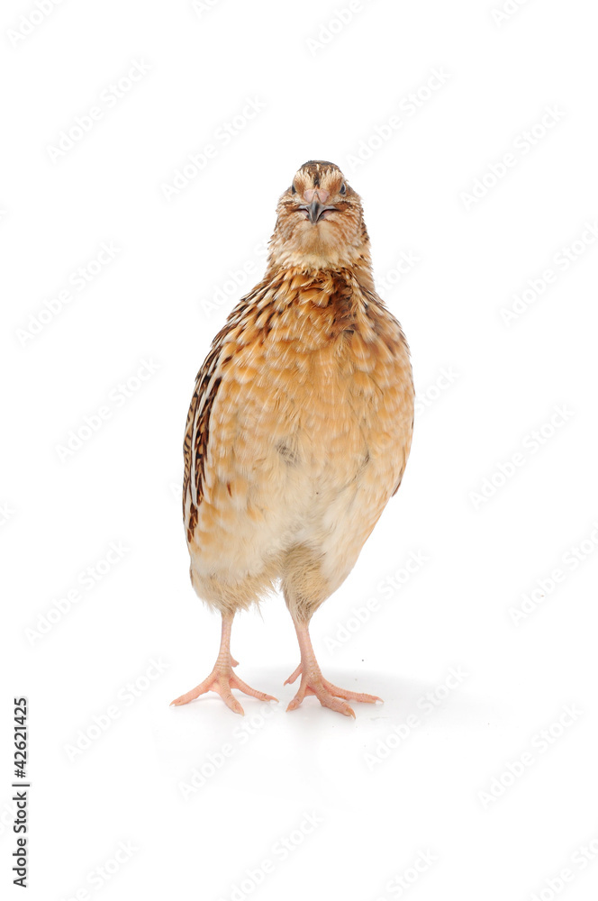 Naklejka premium quail