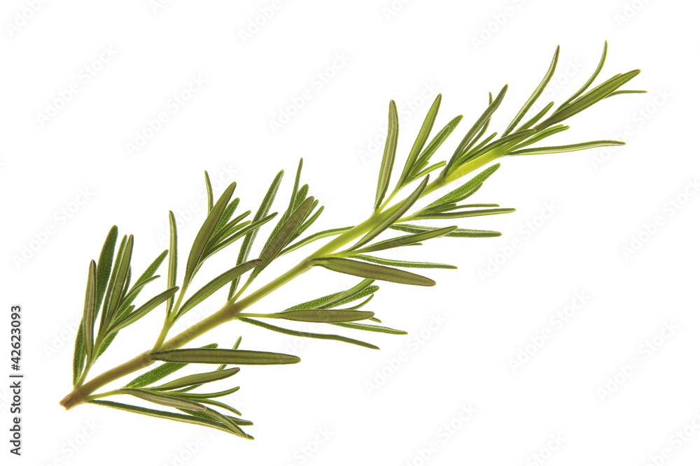 Fototapeta premium rozmaryn