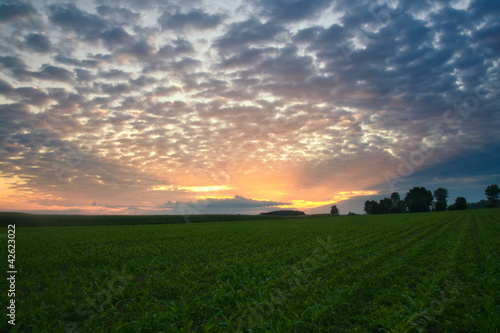 Morning corn field © milosz_g