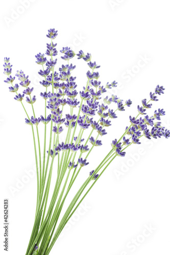 Lavendel auf wei  em Hintergrund