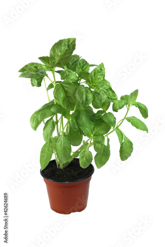 plant de basilic