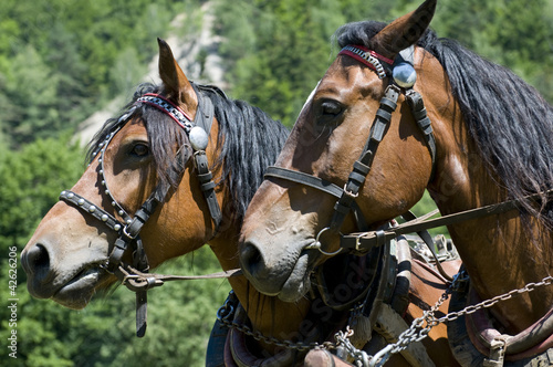 horsedrawn horses in Poland