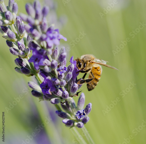 Ape su fiori di lavanda
