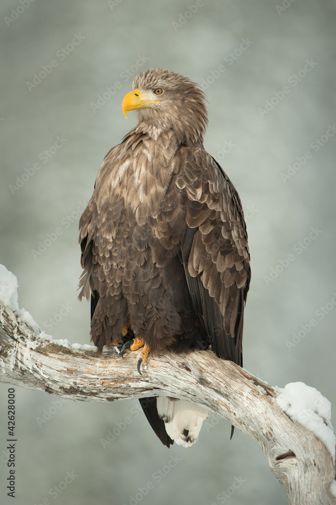 Obraz premium White Tailed Eagle