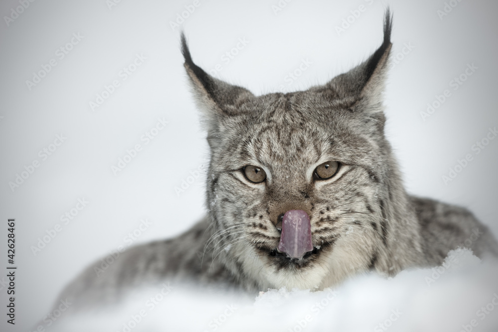 Obraz Eurasian Lynx