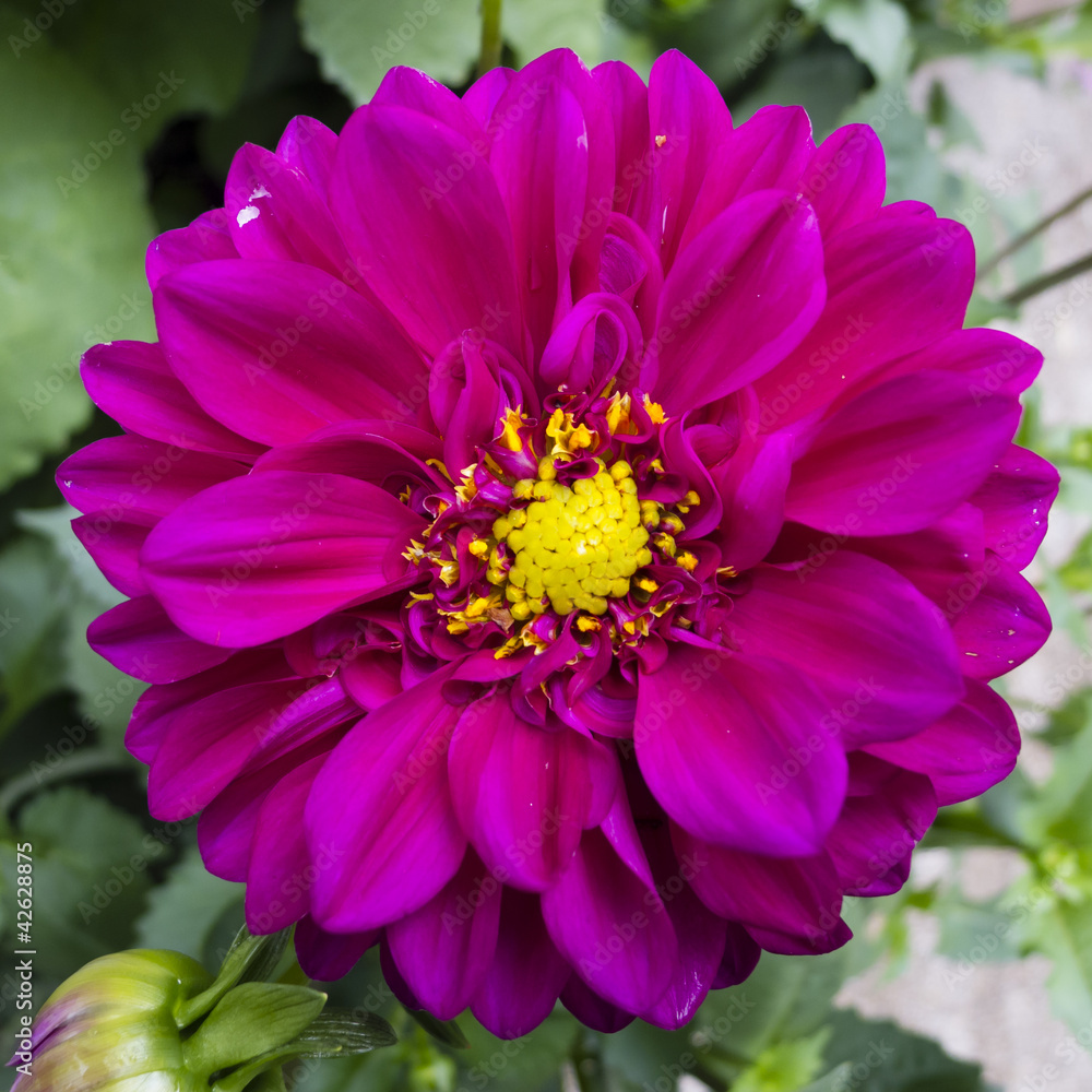 Red Dahlia flower Red Dahlia flower