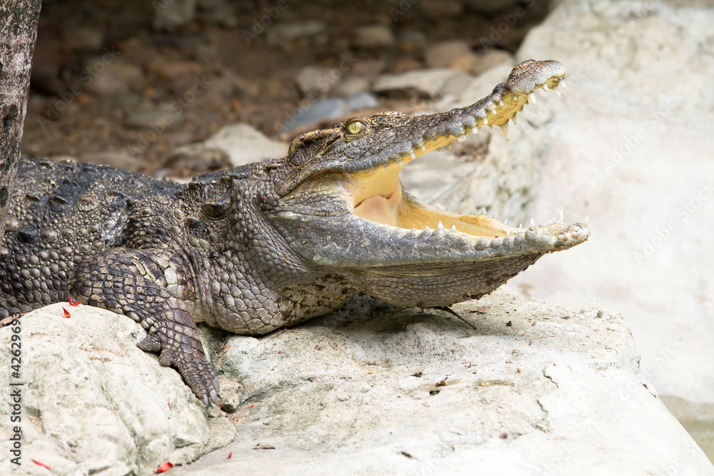 Obraz premium Crocodile