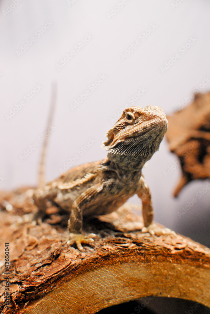 Bearded Dragon Pet sitting on a Log Bearded Dragon Pet sitting on a Log