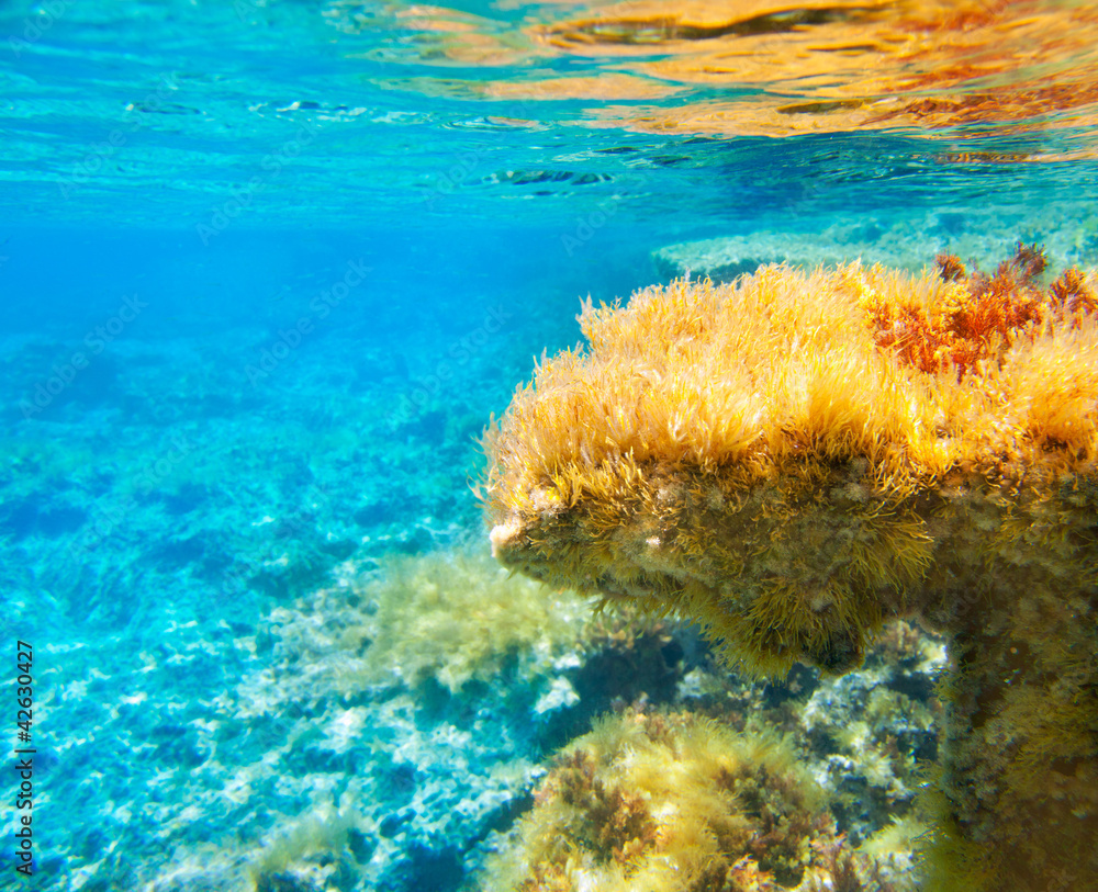 Fototapeta premium Ibiza Formentera podwodny anemonowy krajobraz