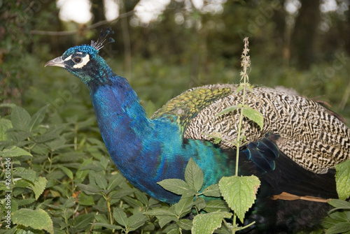 Peacock in Woodland, UK photo