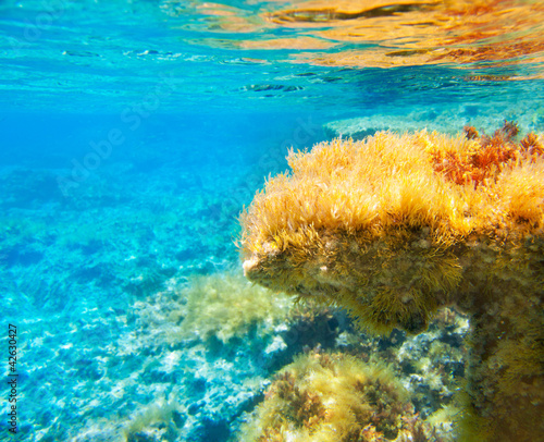 Ibiza Formentera underwater anemone seascape