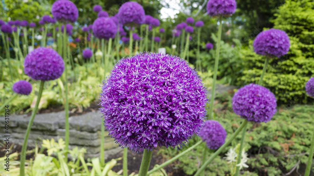 Obraz premium Ornamental allium flower