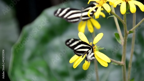 Schmetterlinge photo