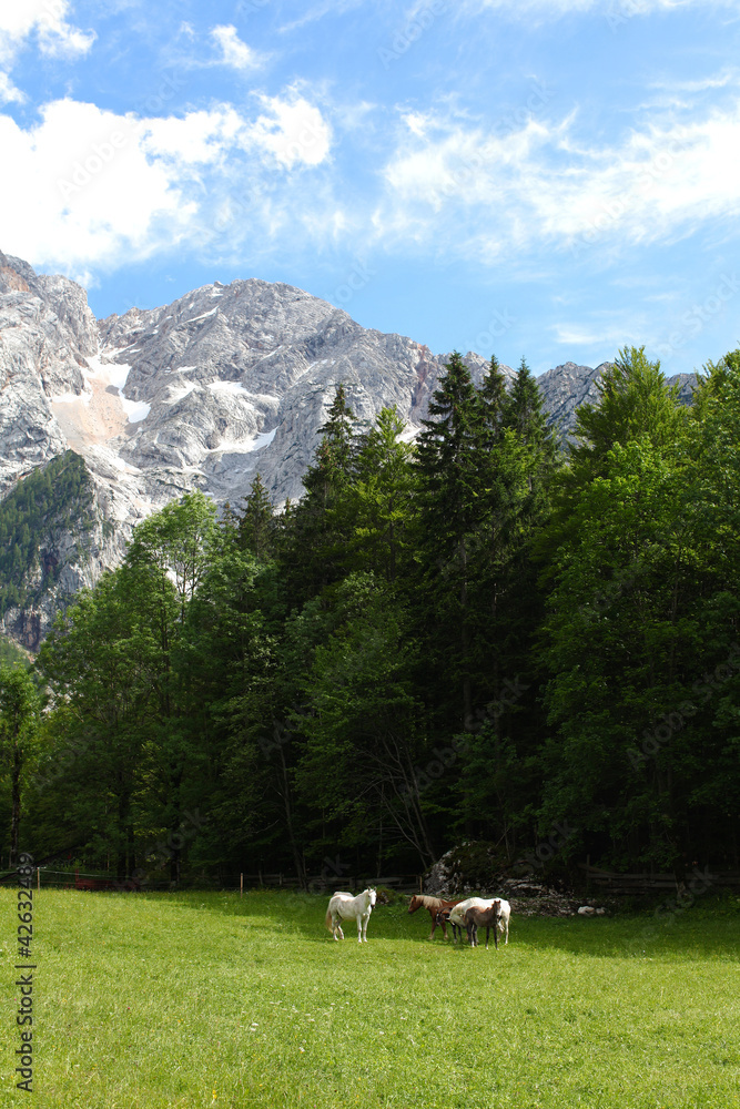 Alpine pasture with grazing horses surrounded by mountains