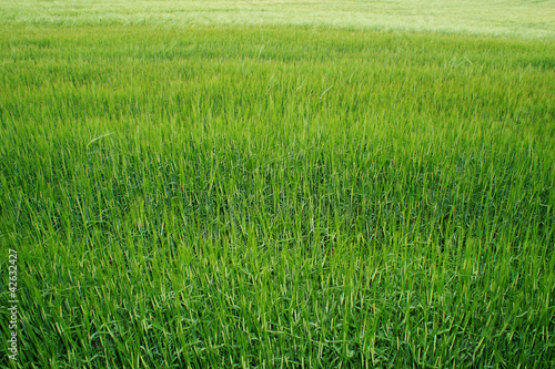 A very vibrant green field
